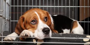 Historic turning point in Pennsylvania: stop to the sale of cosmetics tested on animals (and dogs and cats used as guinea pigs can be adopted)