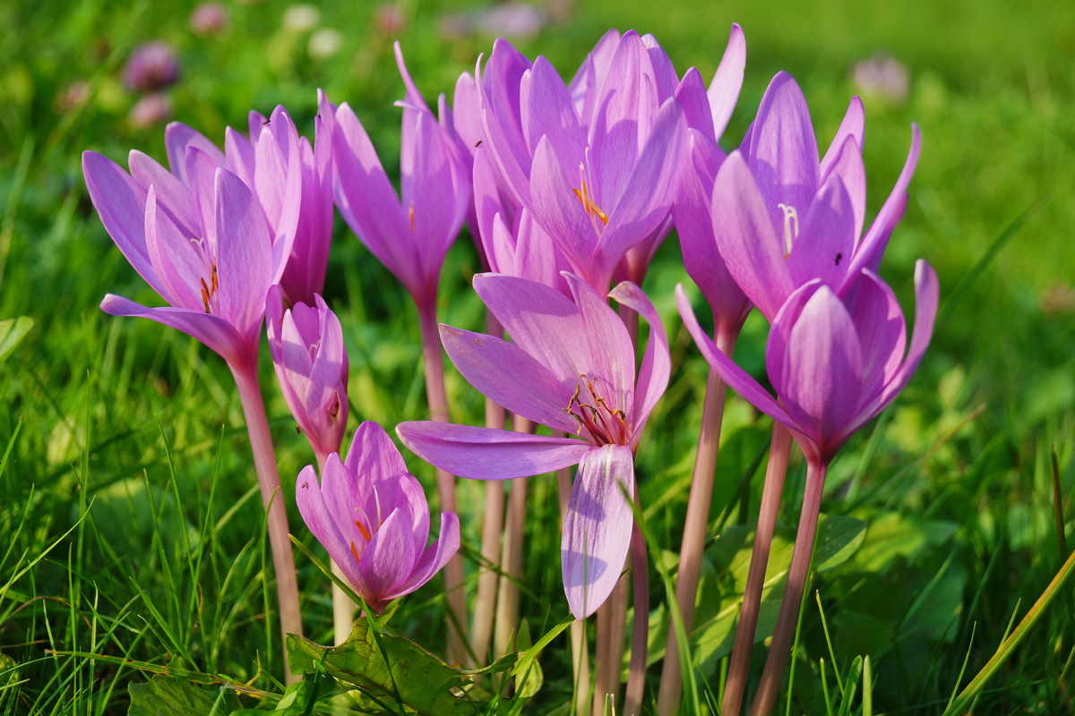 colchicum