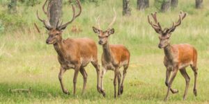Selfies with deer and close encounters with wild animals are prohibited: Villetta Barrea’s ordinance against uncivilized tourism