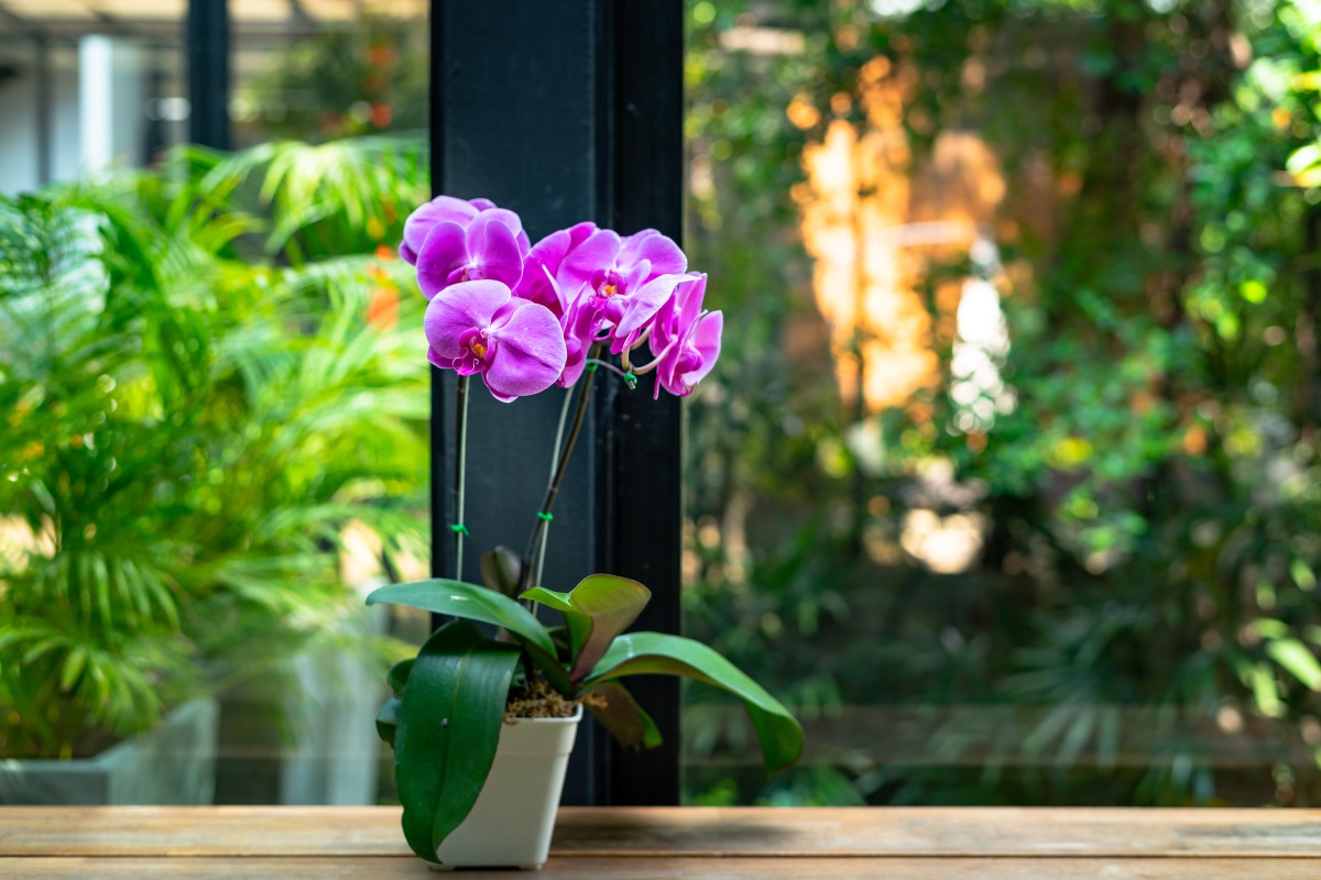 Orchids in the apartment