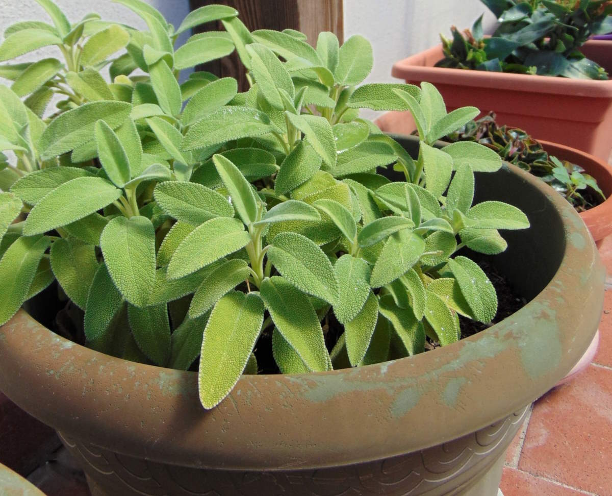 Sage in pots