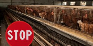 Over 62 thousand signatures to say goodbye to cages on Italian farms: the proposal reaches the Senate