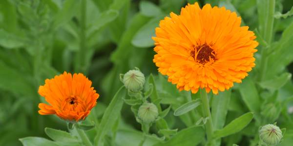  calendula