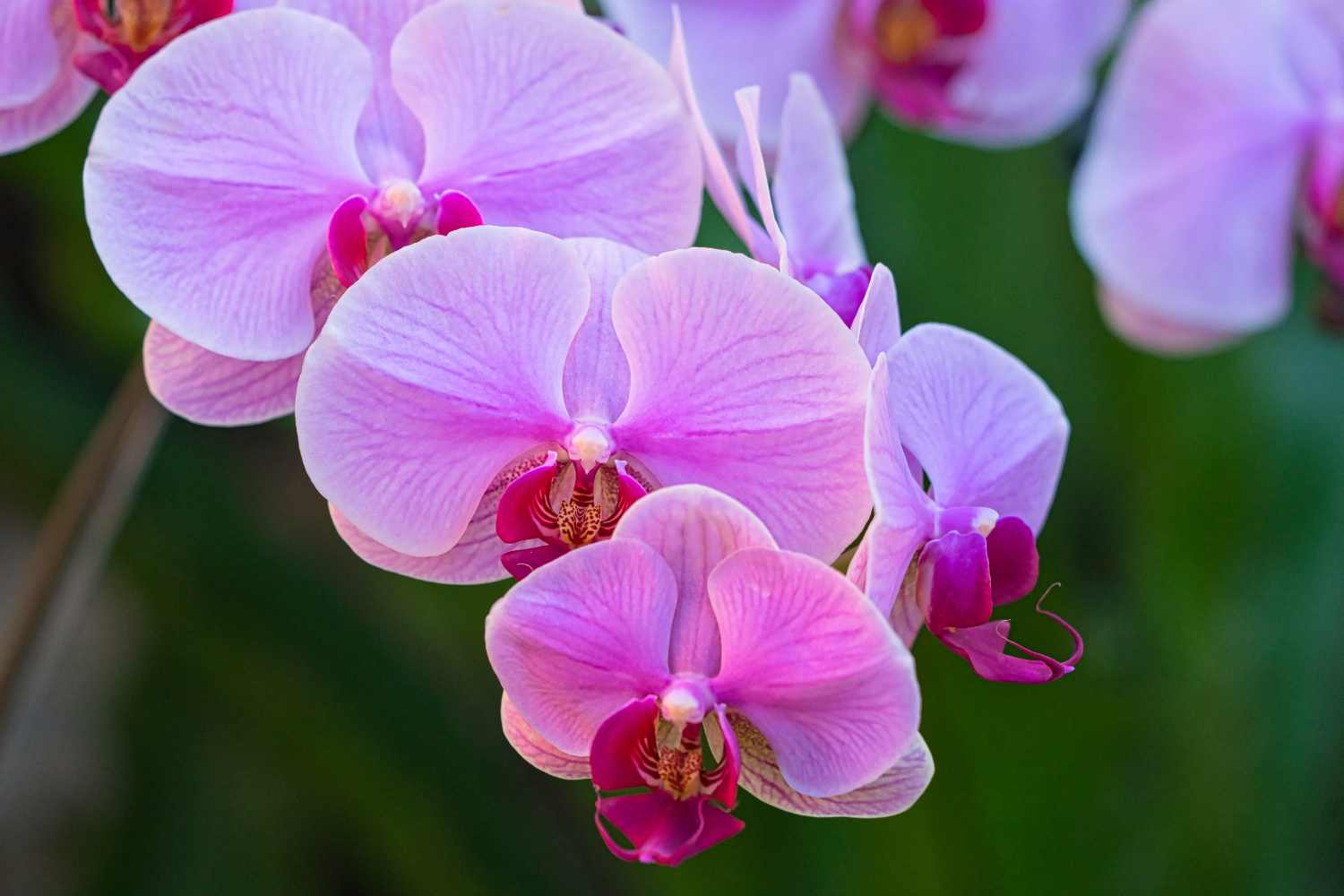 moth orchid (Phalaenopsis)