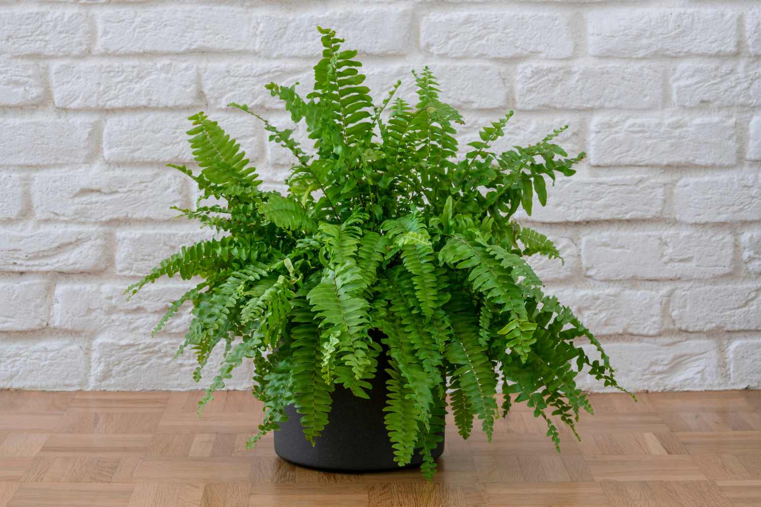 Boston fern