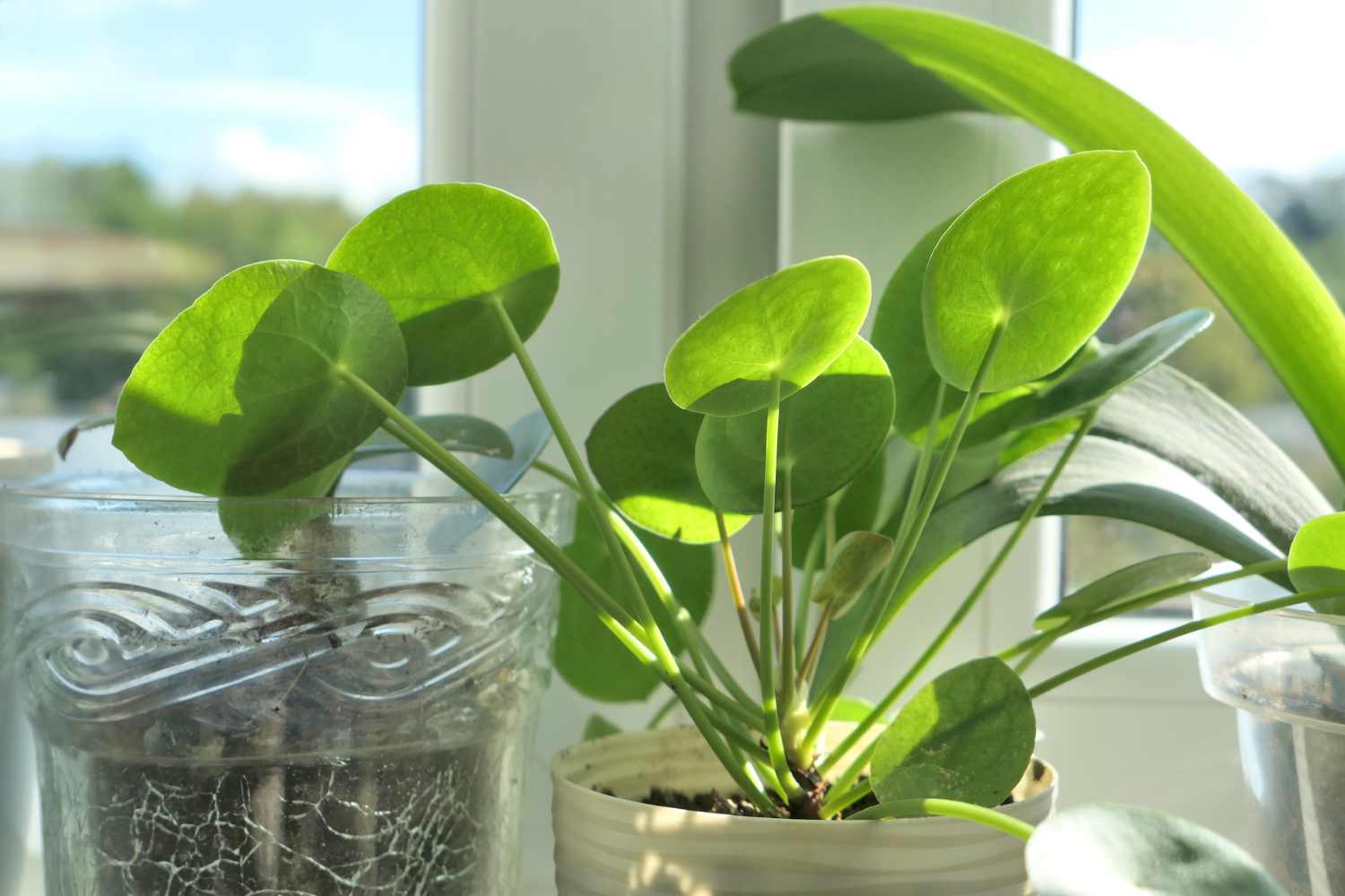 pilea
