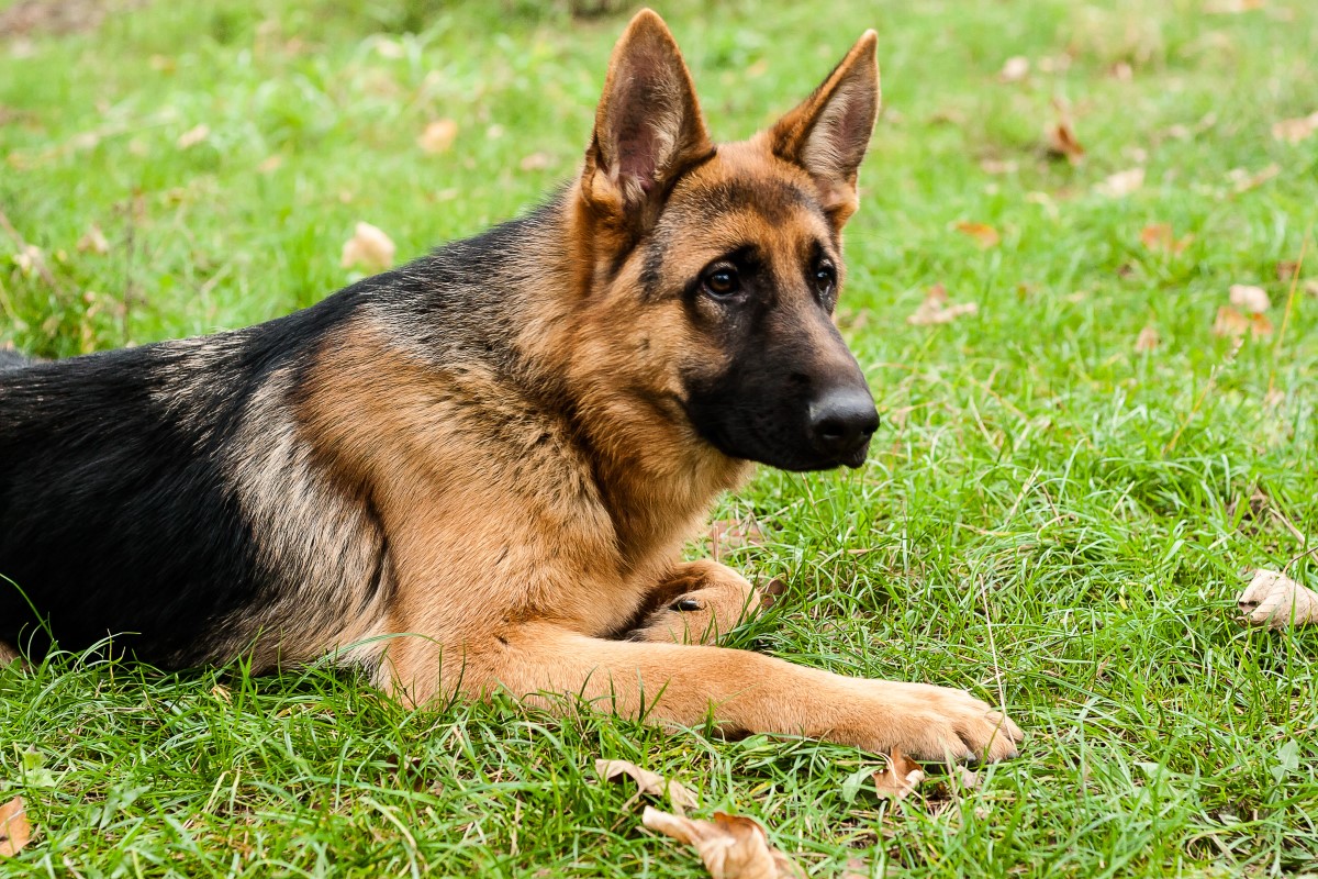German shepherd