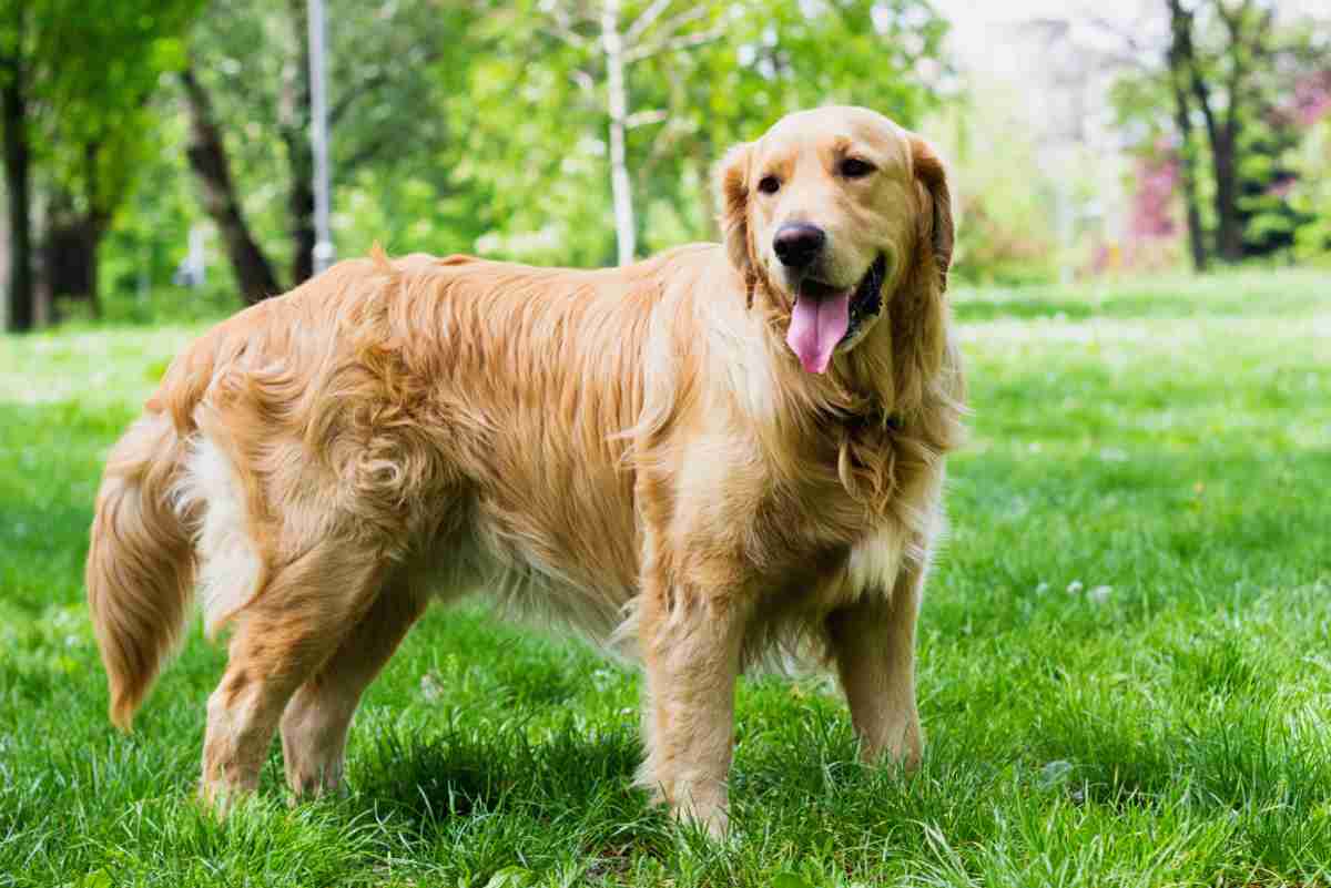 golden retrievers