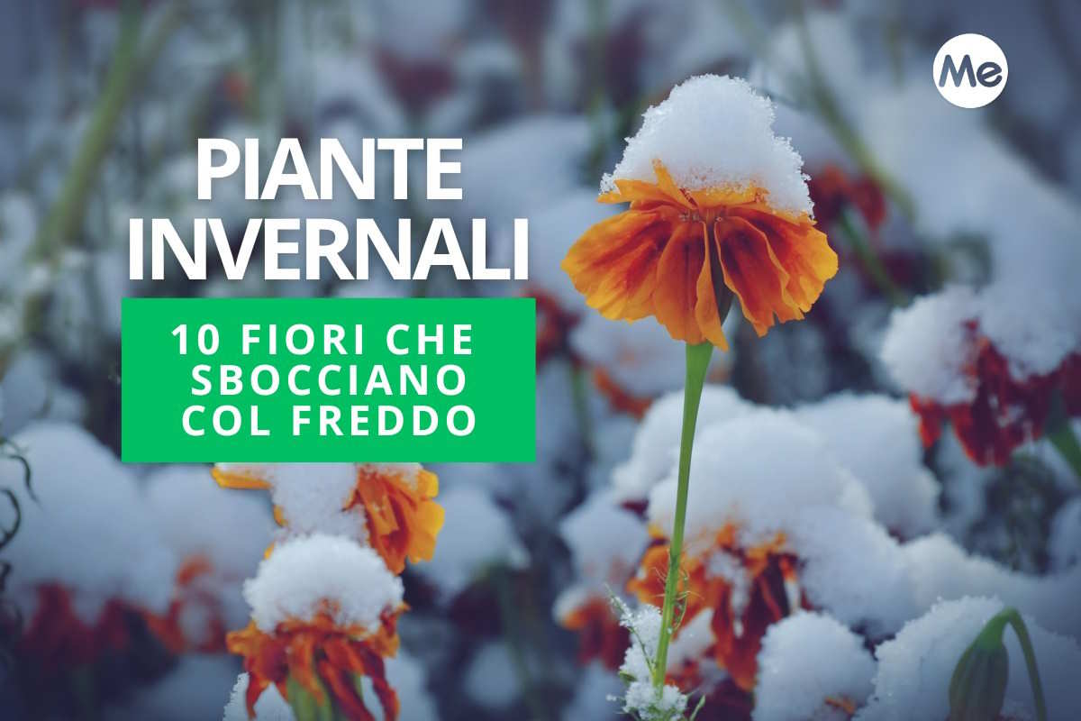 15 winter plants that also bloom with the cold and show all the resilience of nature