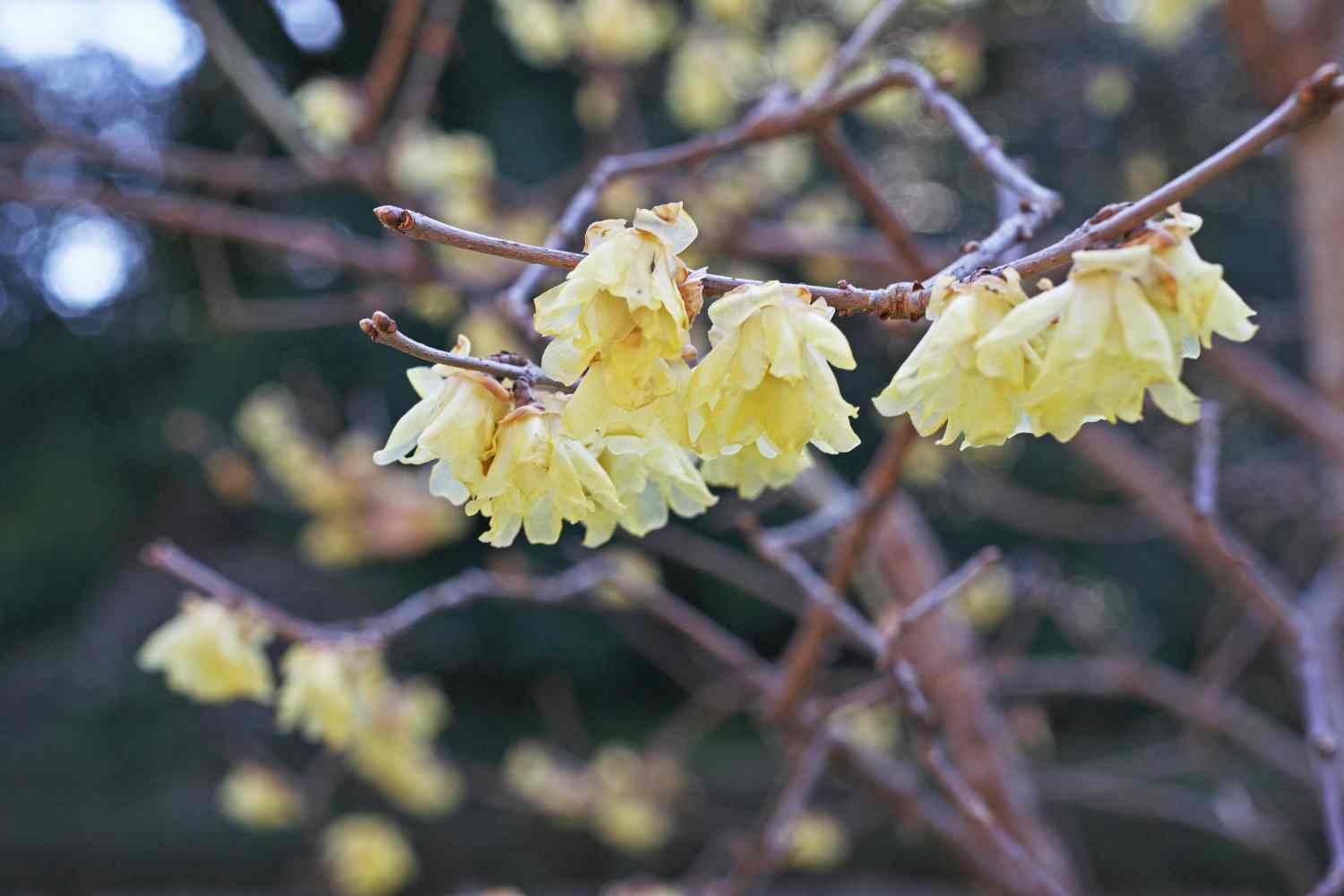 Chimonanthus praecox