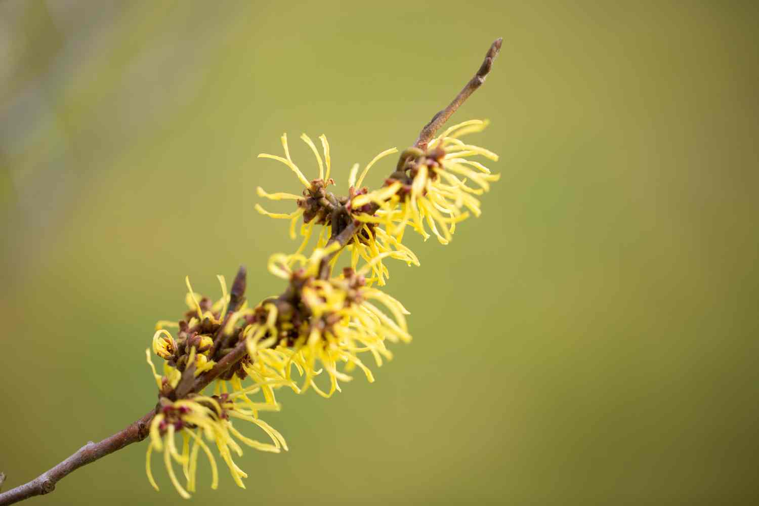 Witch hazel