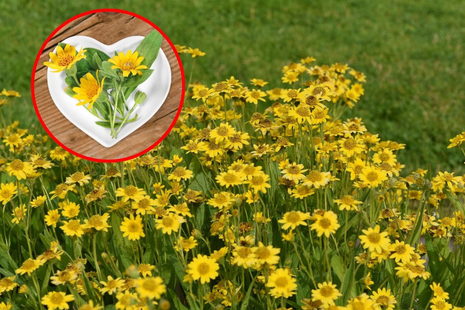 Cultivate this yellow flower home to soothe (free) pains and inflammation