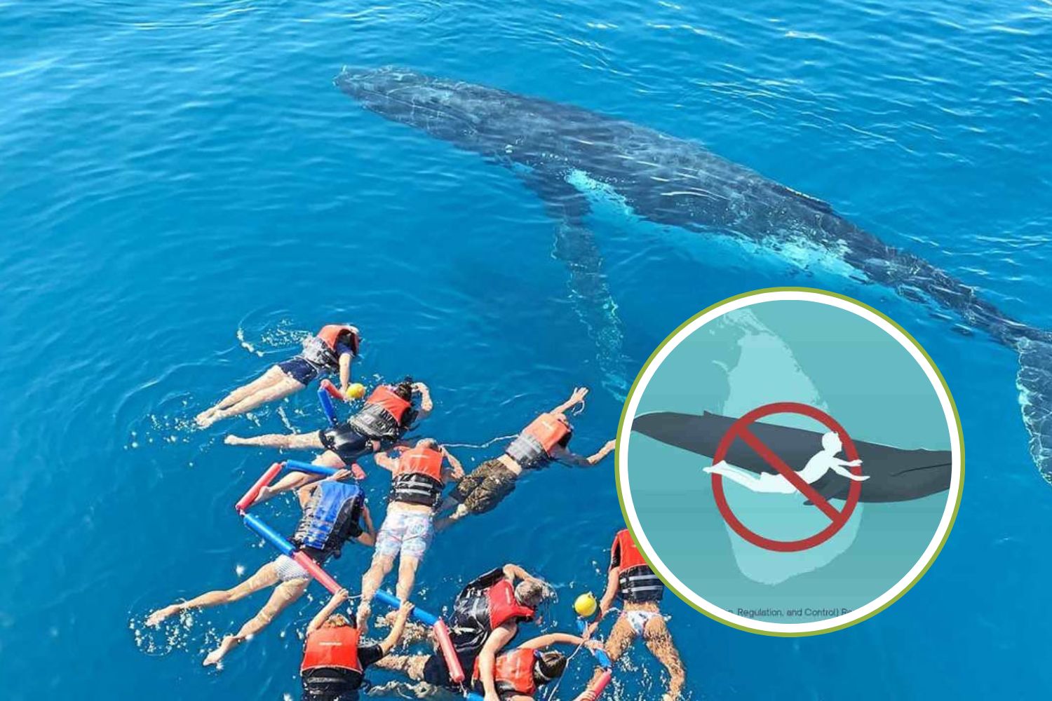 divieto balene sri-lanka