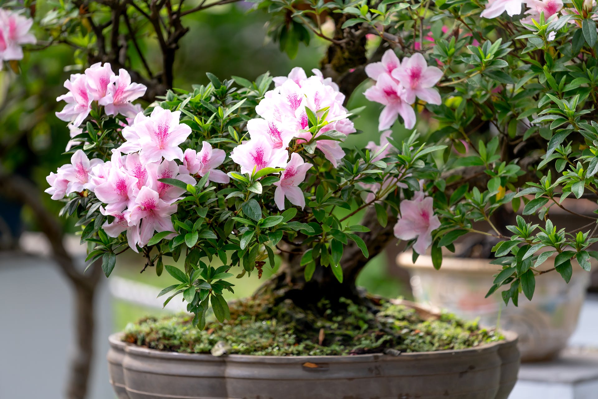 azalea