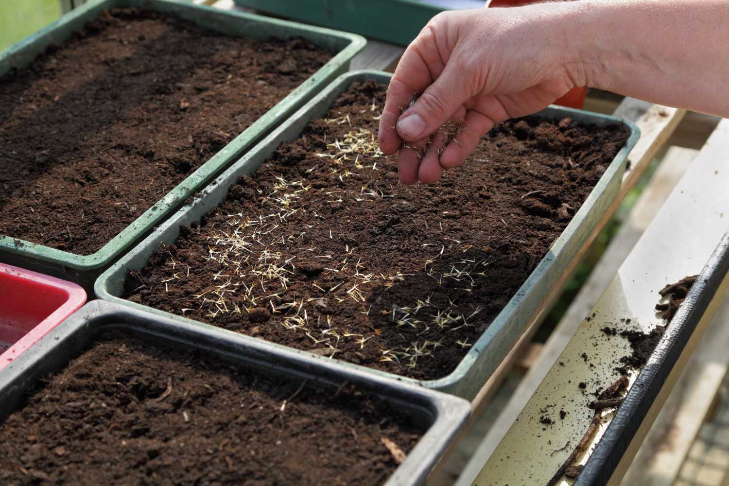 Sowing in the greenhouse