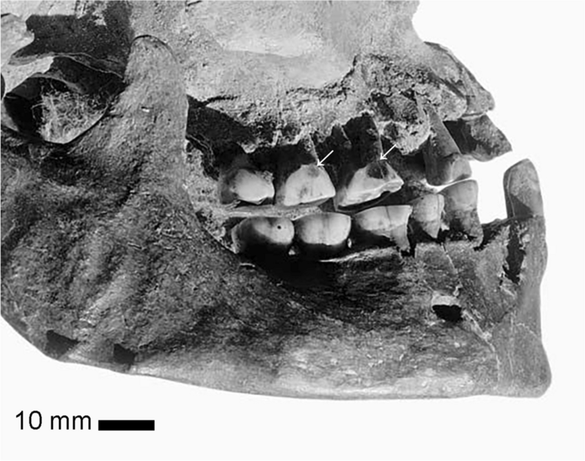 Paleolithic teeth piercing