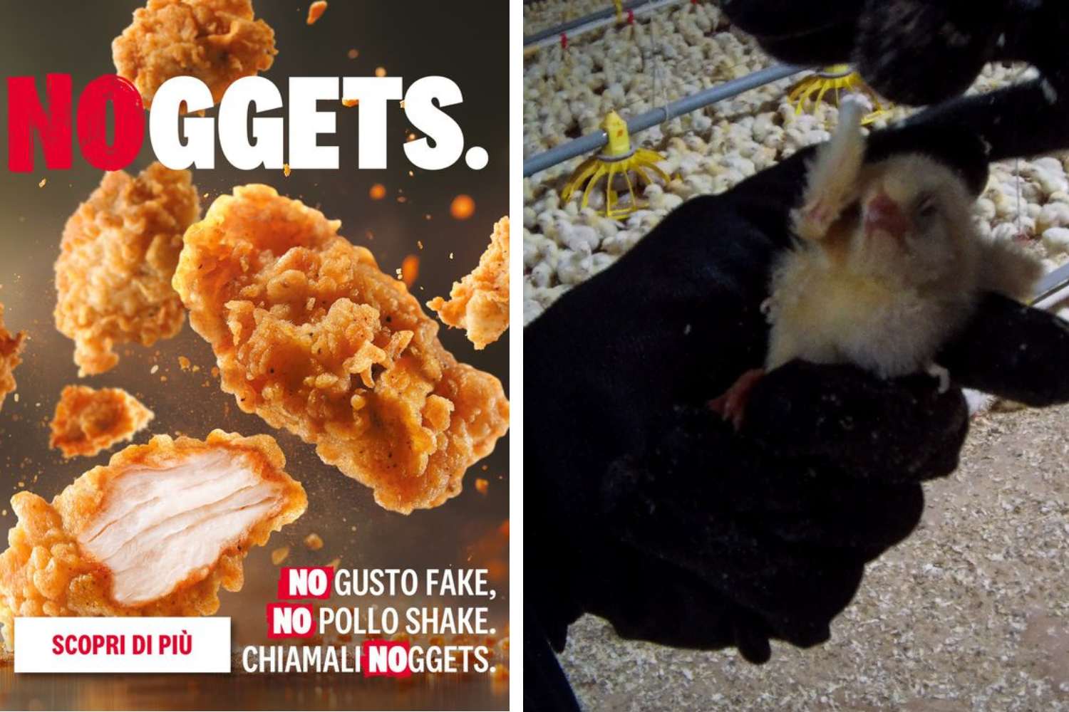 polli kfc petizione essere animali