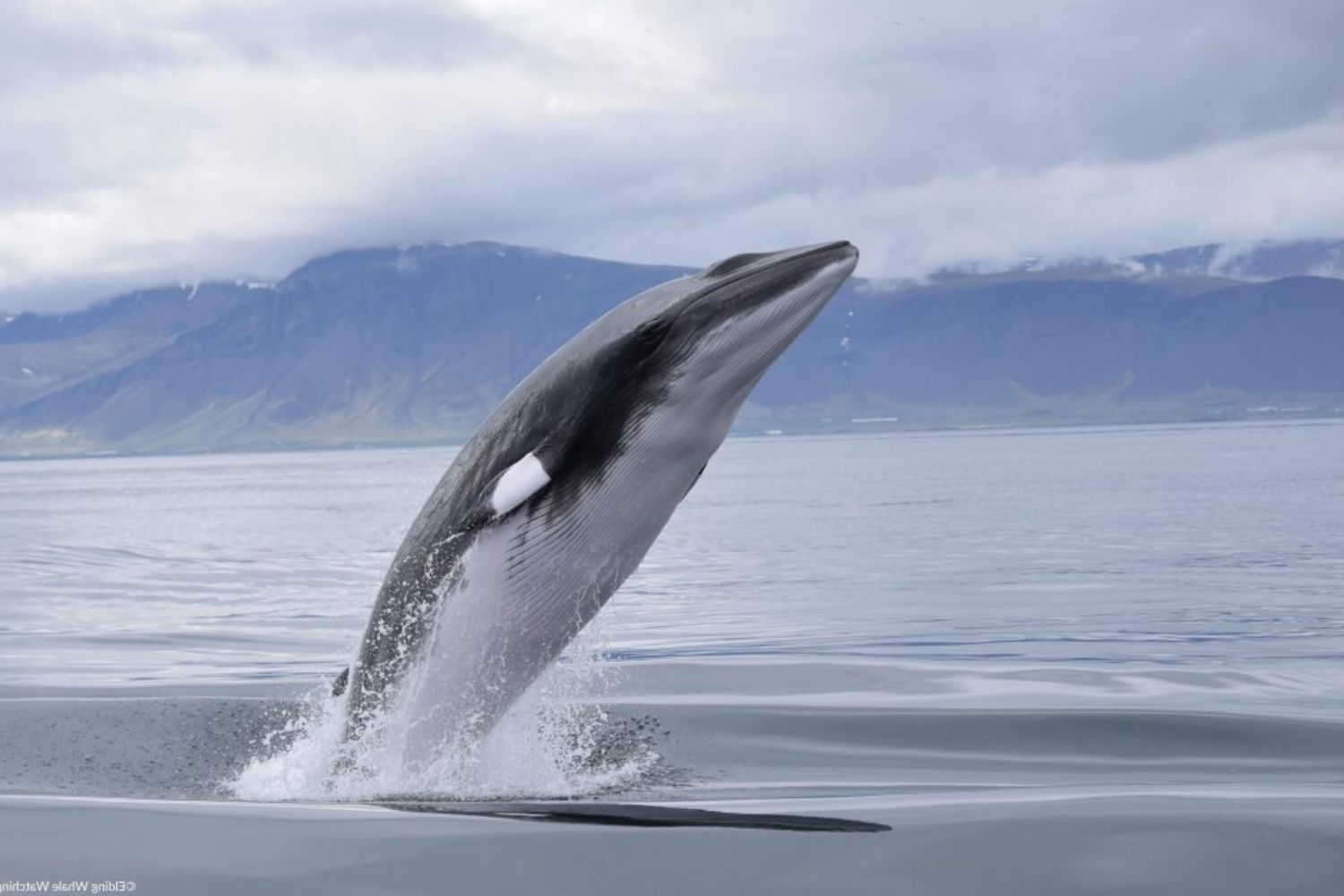 Caccia_balene_Norvegia