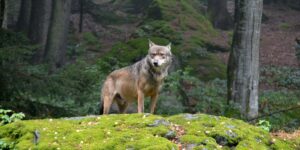No to the killing of the third wolf in Bolzano! The Court stops the death sentence: “it would be irreversible damage”
