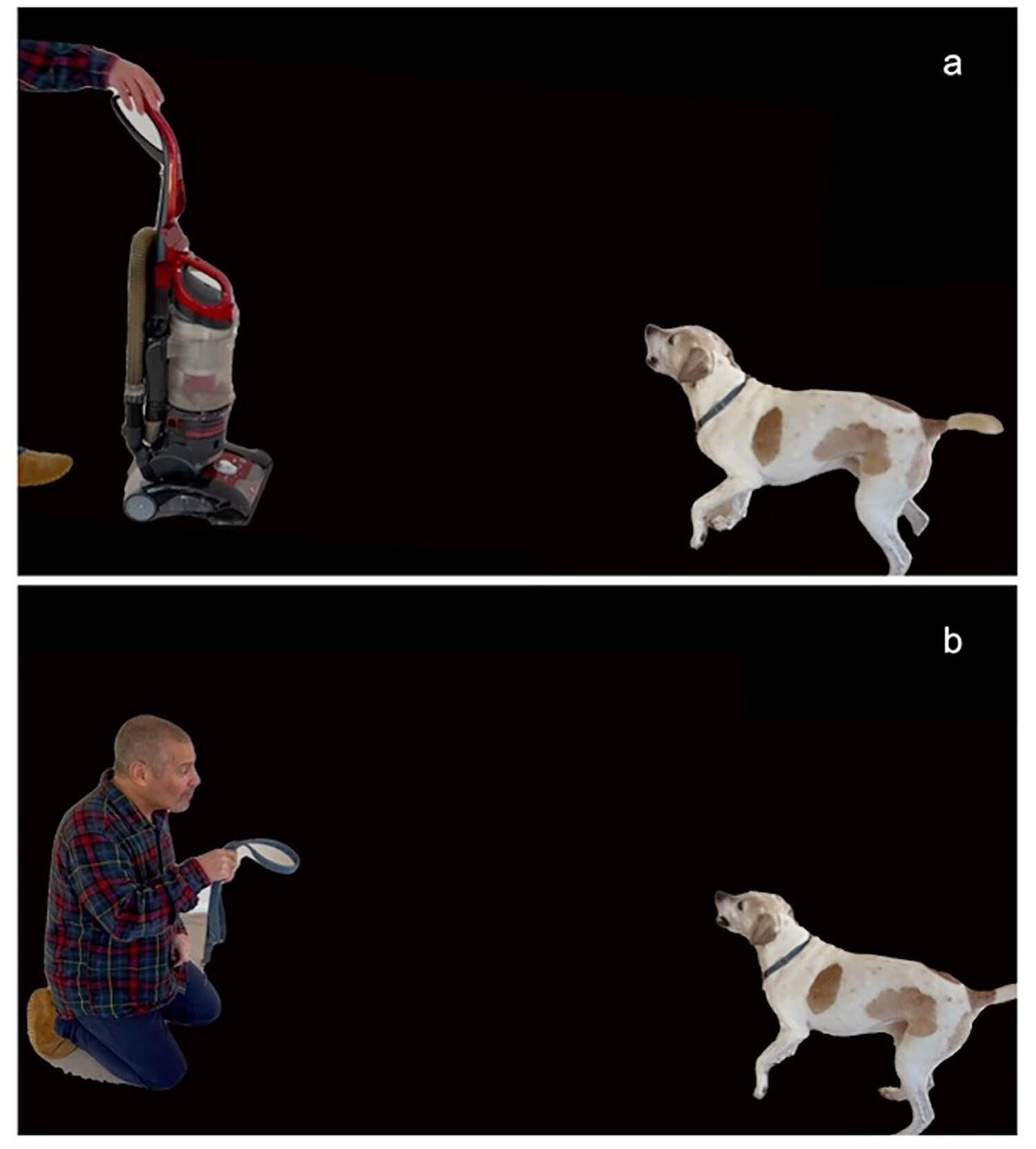 Emotions dogs little human understanding