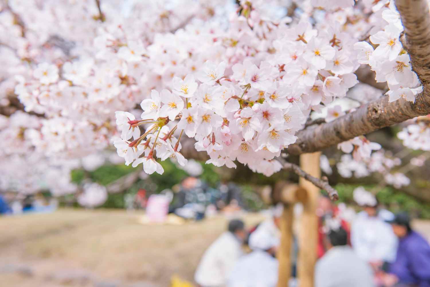 hanami milano
