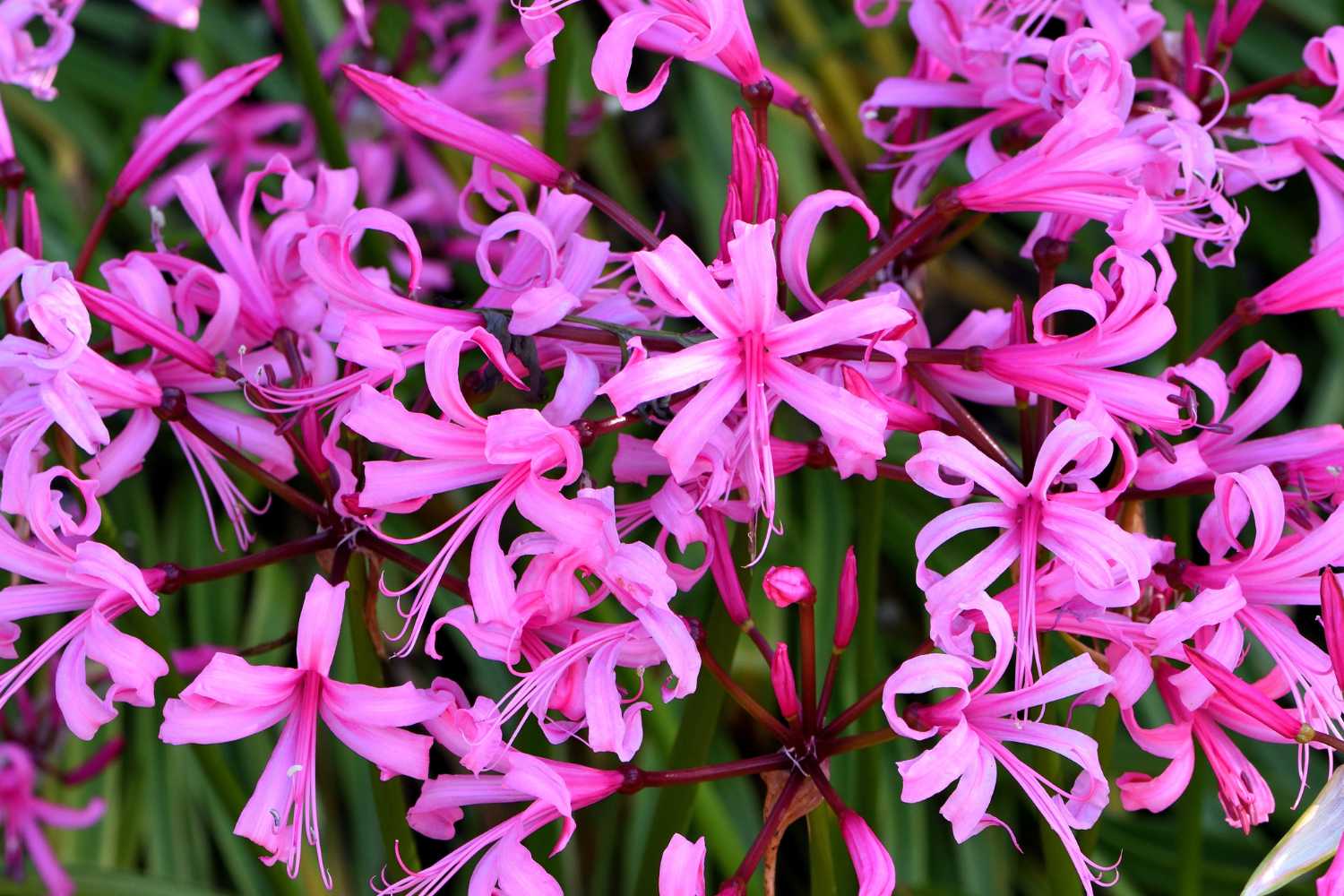Nerine Bowdenii