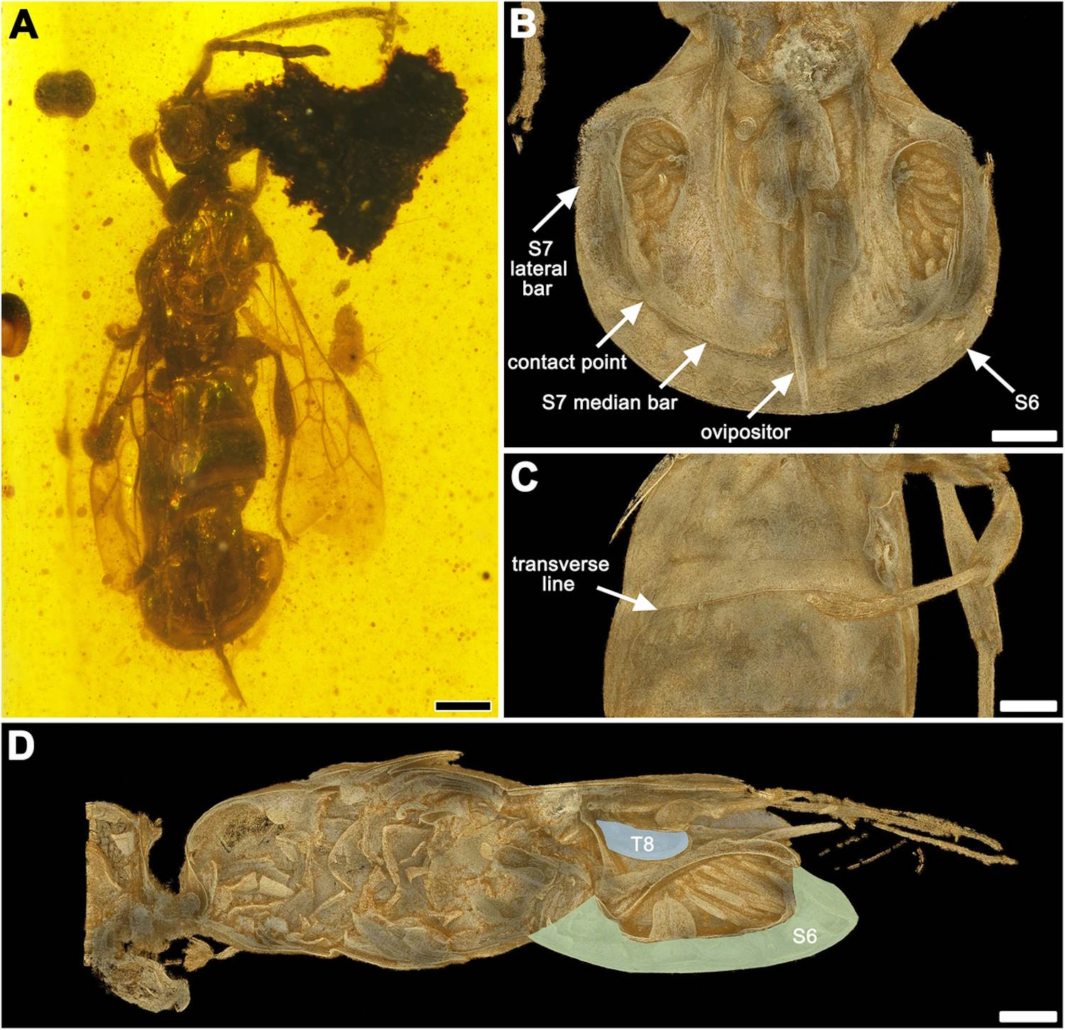 prehistoric Vespa trapped in ambra