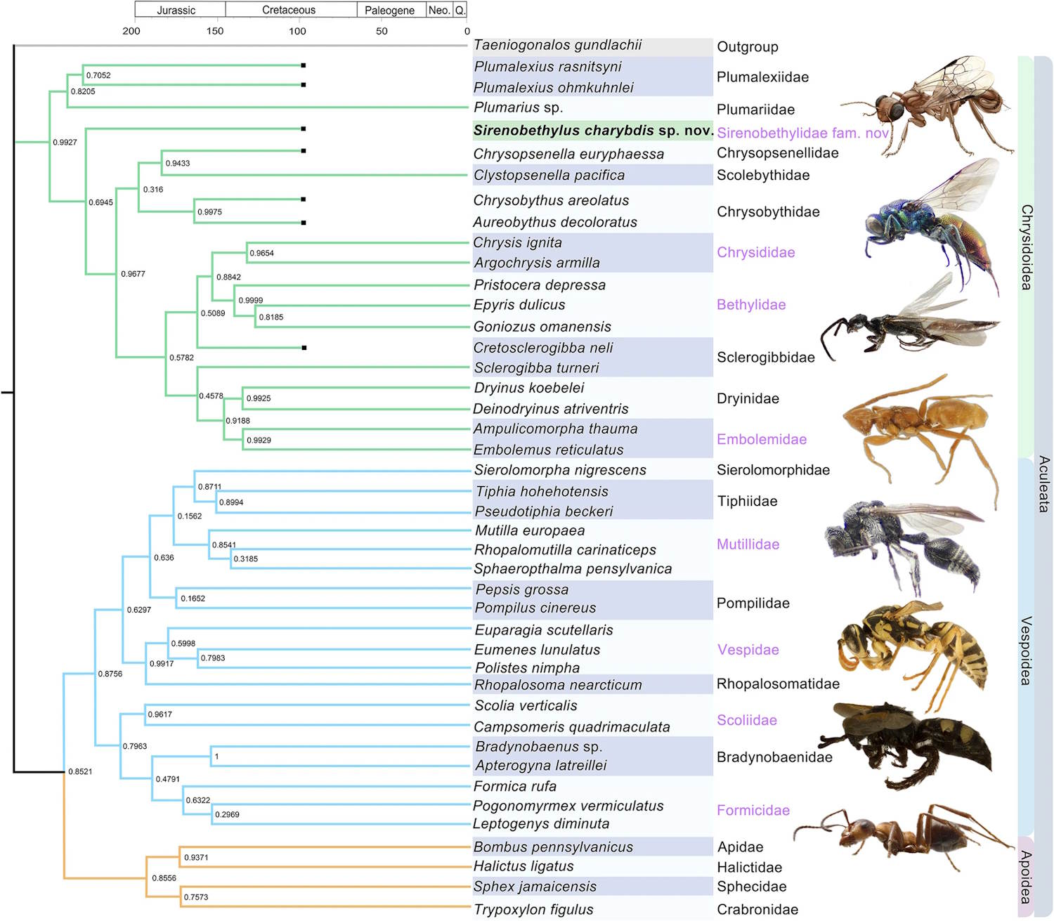 prehistoric Vespa trapped in ambra