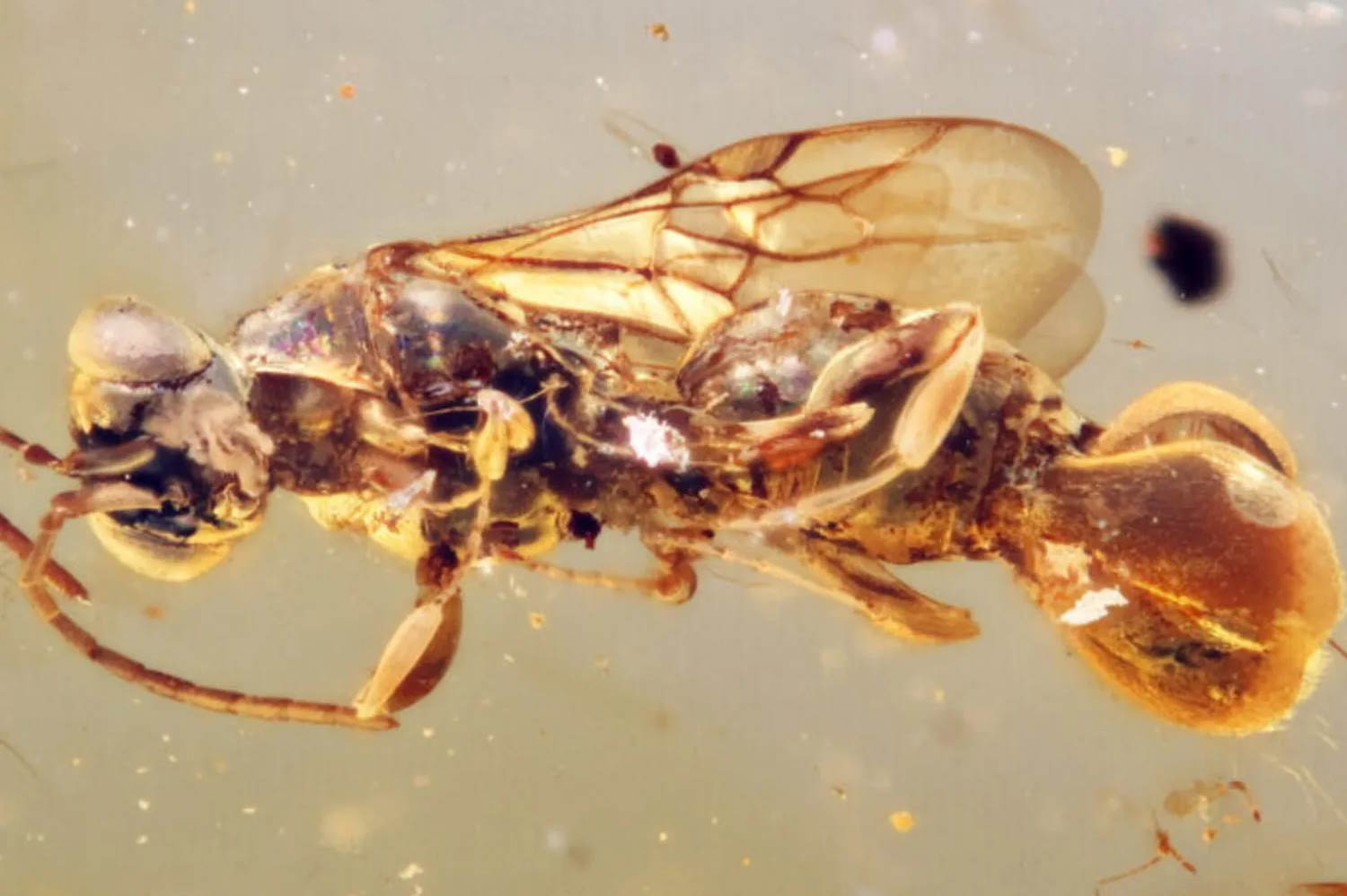 vespa preistorica intrappolata nell