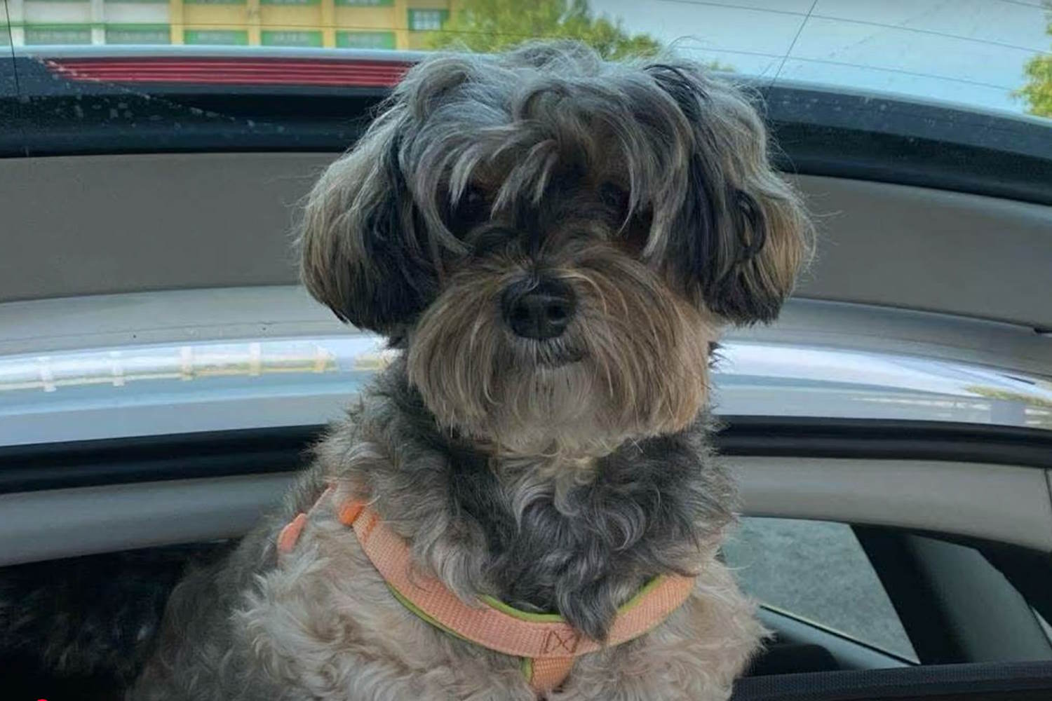 Race against time to find Samira, the dog of Rosalia De Giosa, extracted alive from the rubble of the collapse in Bari