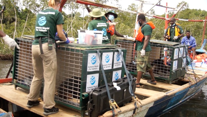 The moving images of the "libration" of these 6 chimpanzees after 30 years in the vivisection workshops