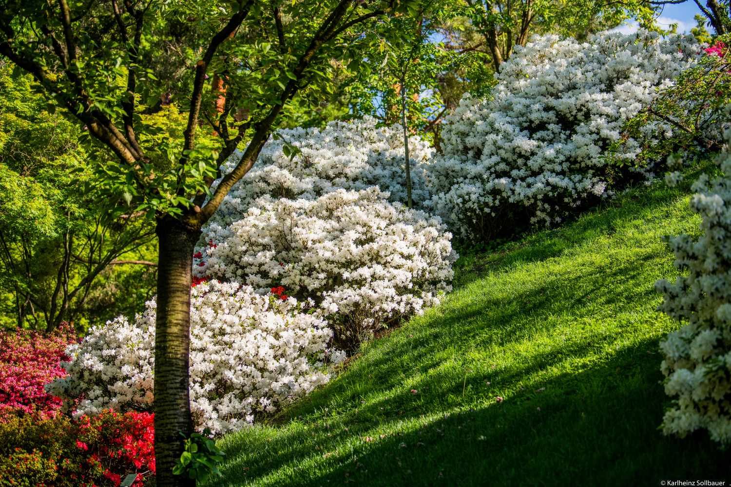 The slope of the rhododendris 