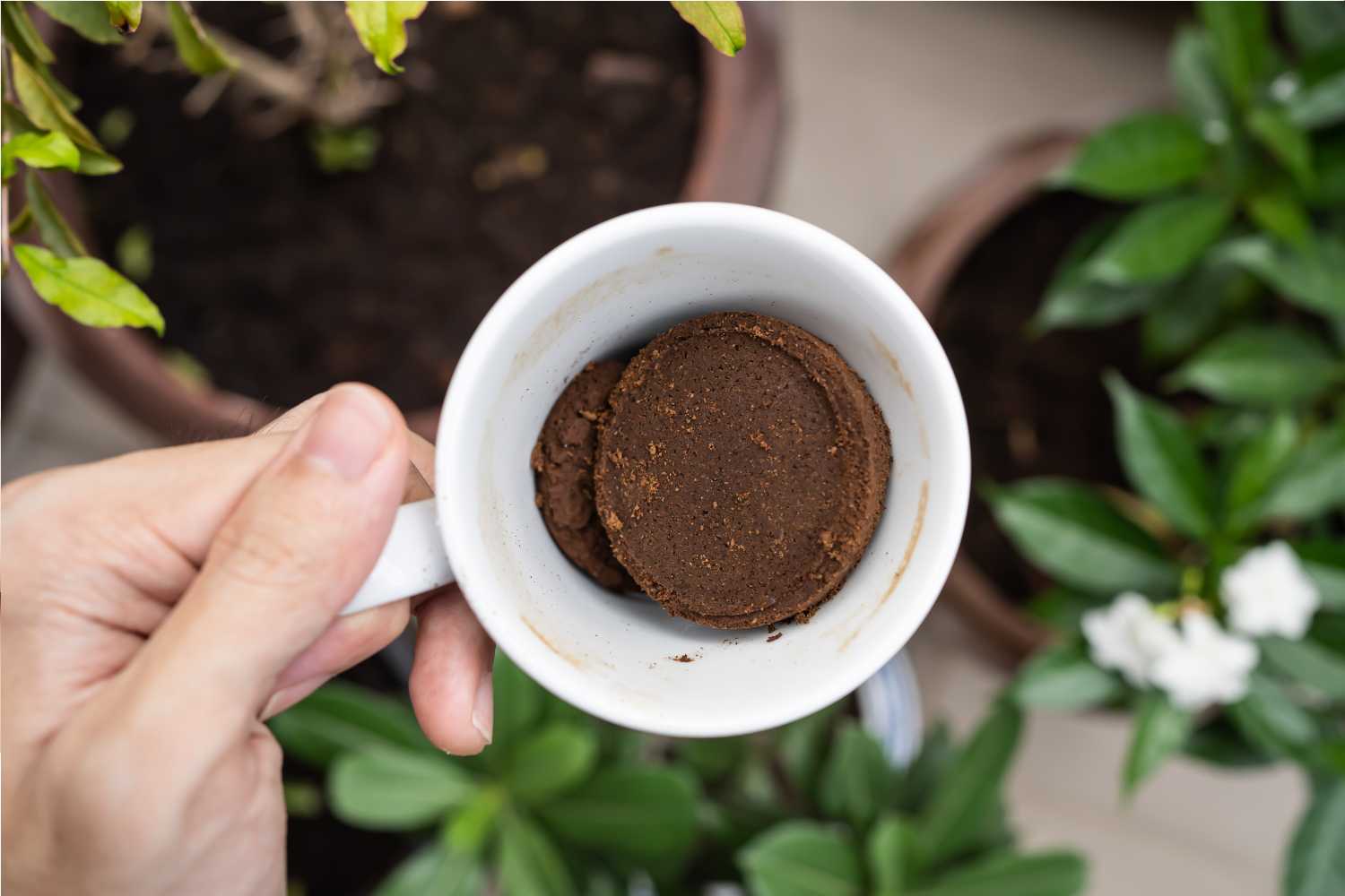 Plants coffee grounds