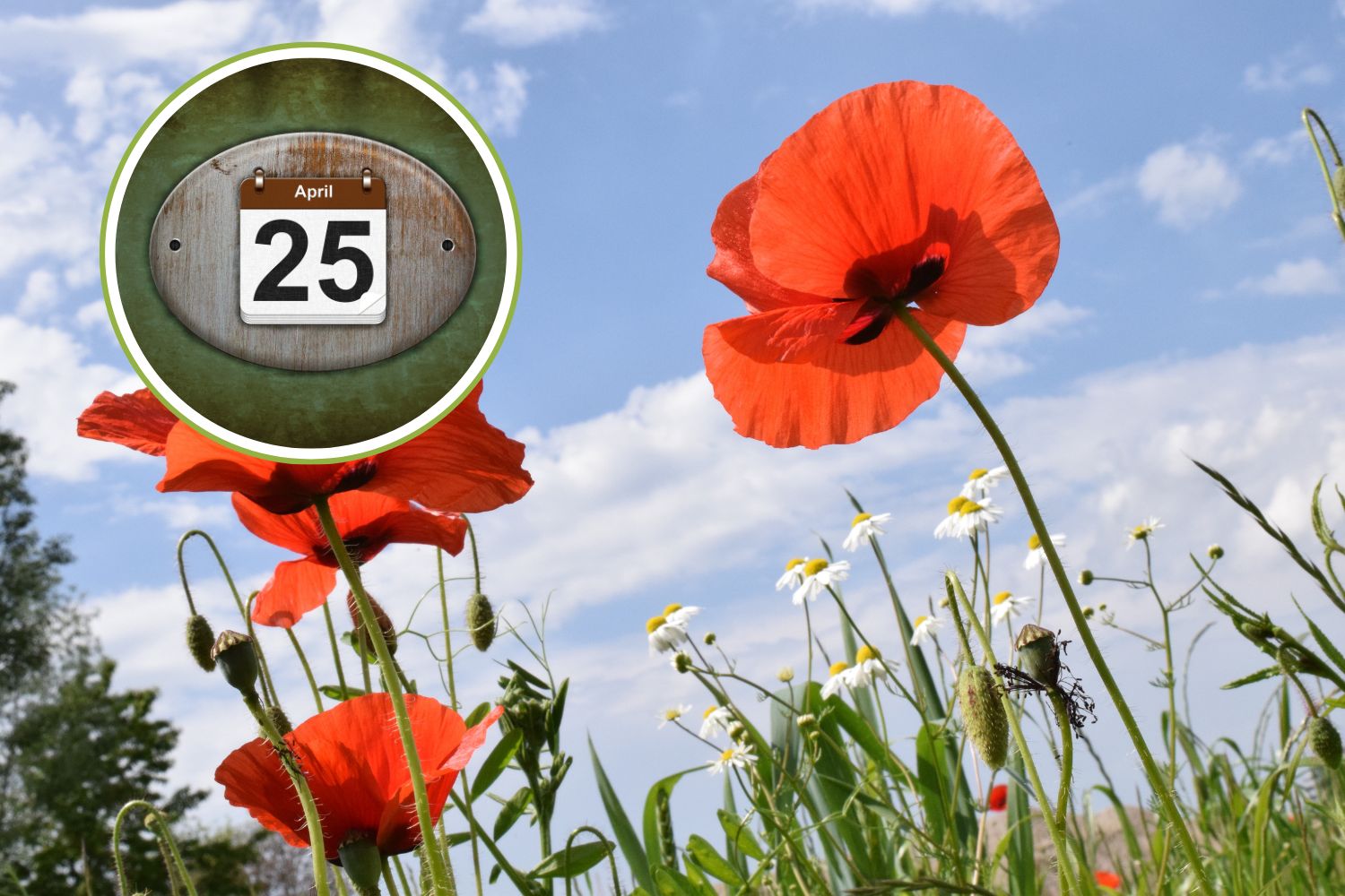 papavero liberazione