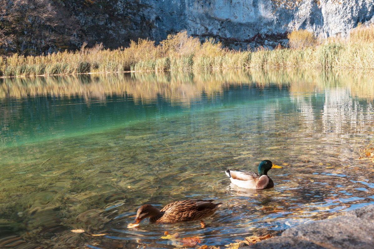 Fauna-laghi-Plitvice