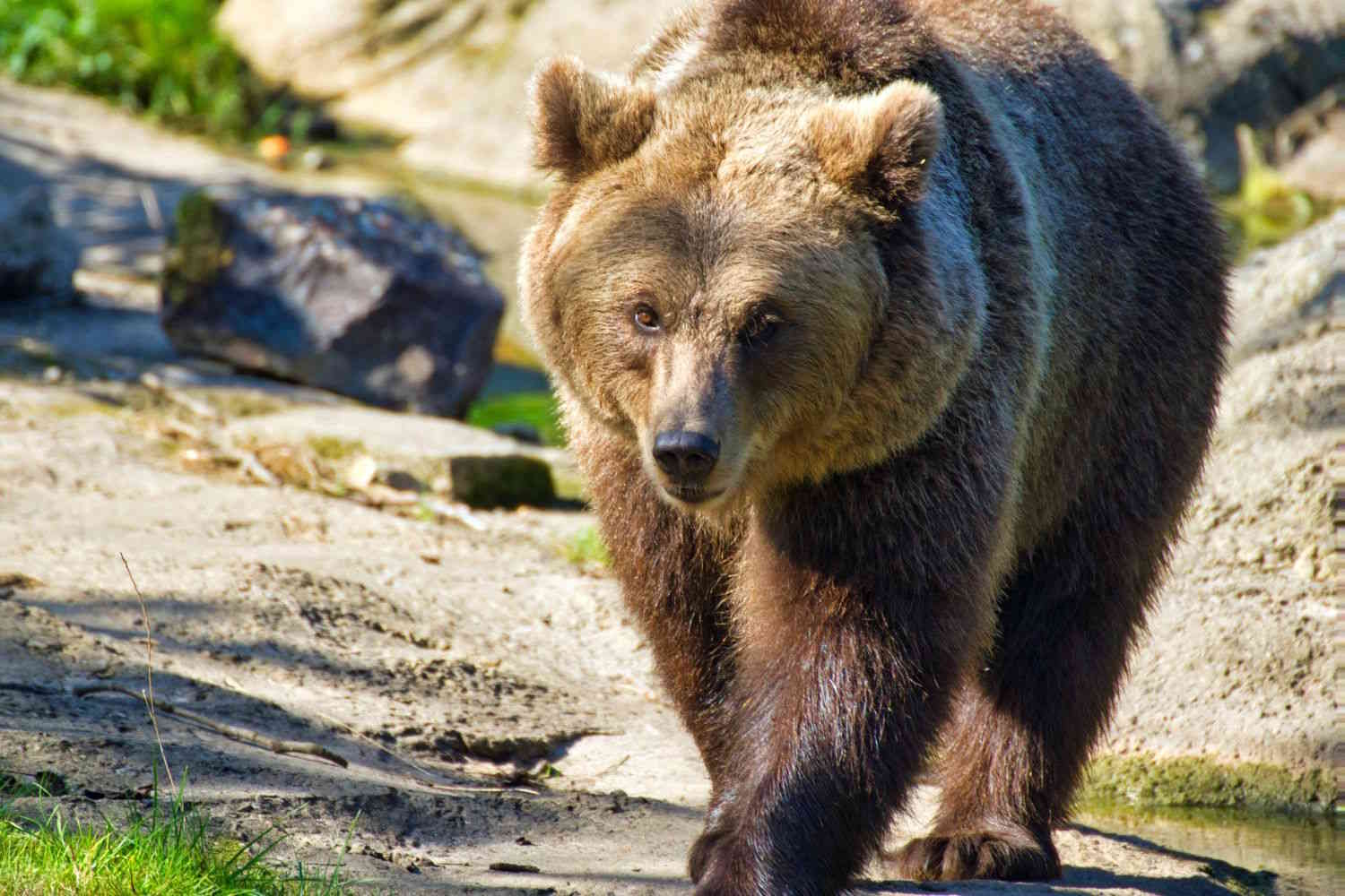 Bear in Trentino awaken from lethargy: where are we with the troubled "coexistence"?