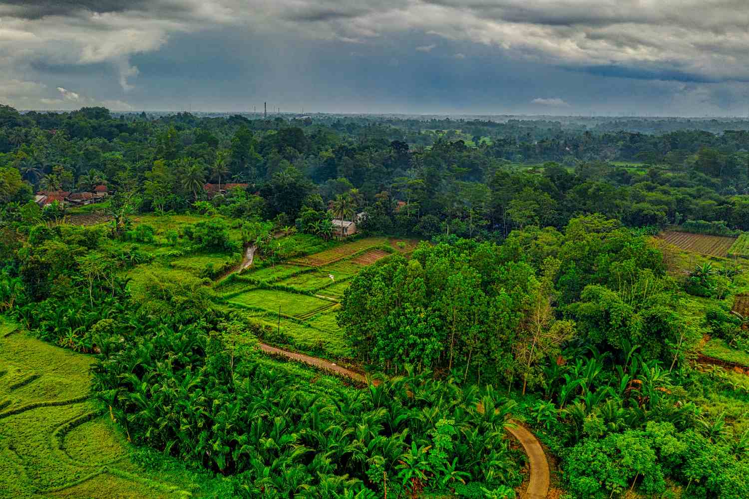 Indonesia deforestazione