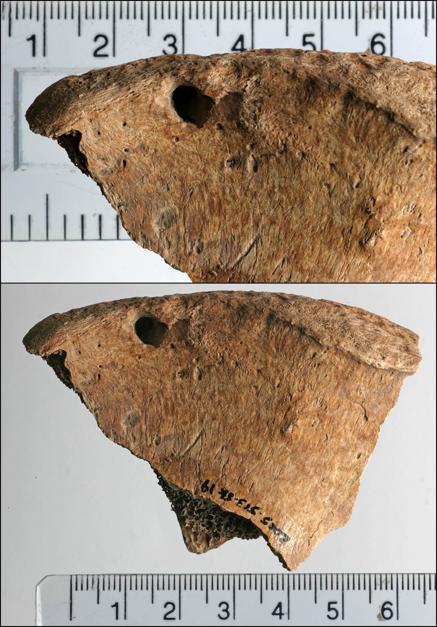 Leone gladiator combat found skeleton