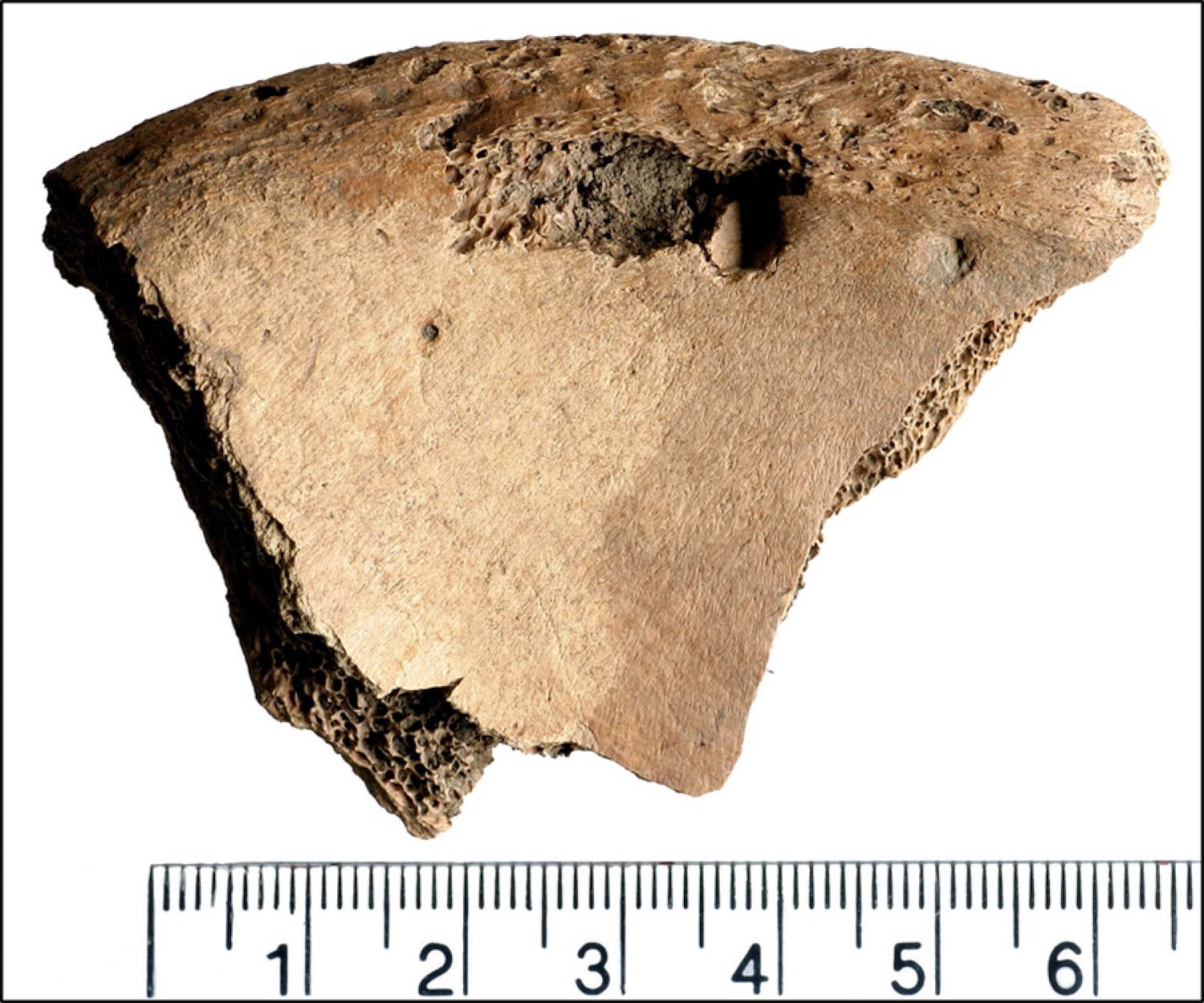 Leone gladiator combat found skeleton