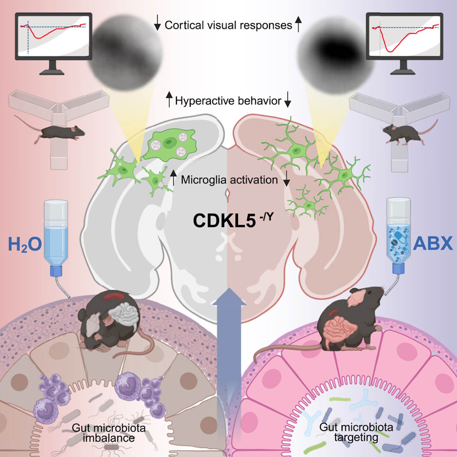 Intestine and development neurologists disorders