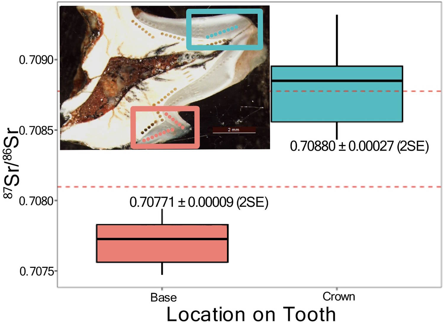 giants giants Australian extinction