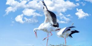 Storks in Europe are in danger and no longer migrate: it’s all the fault of junk food in landfills