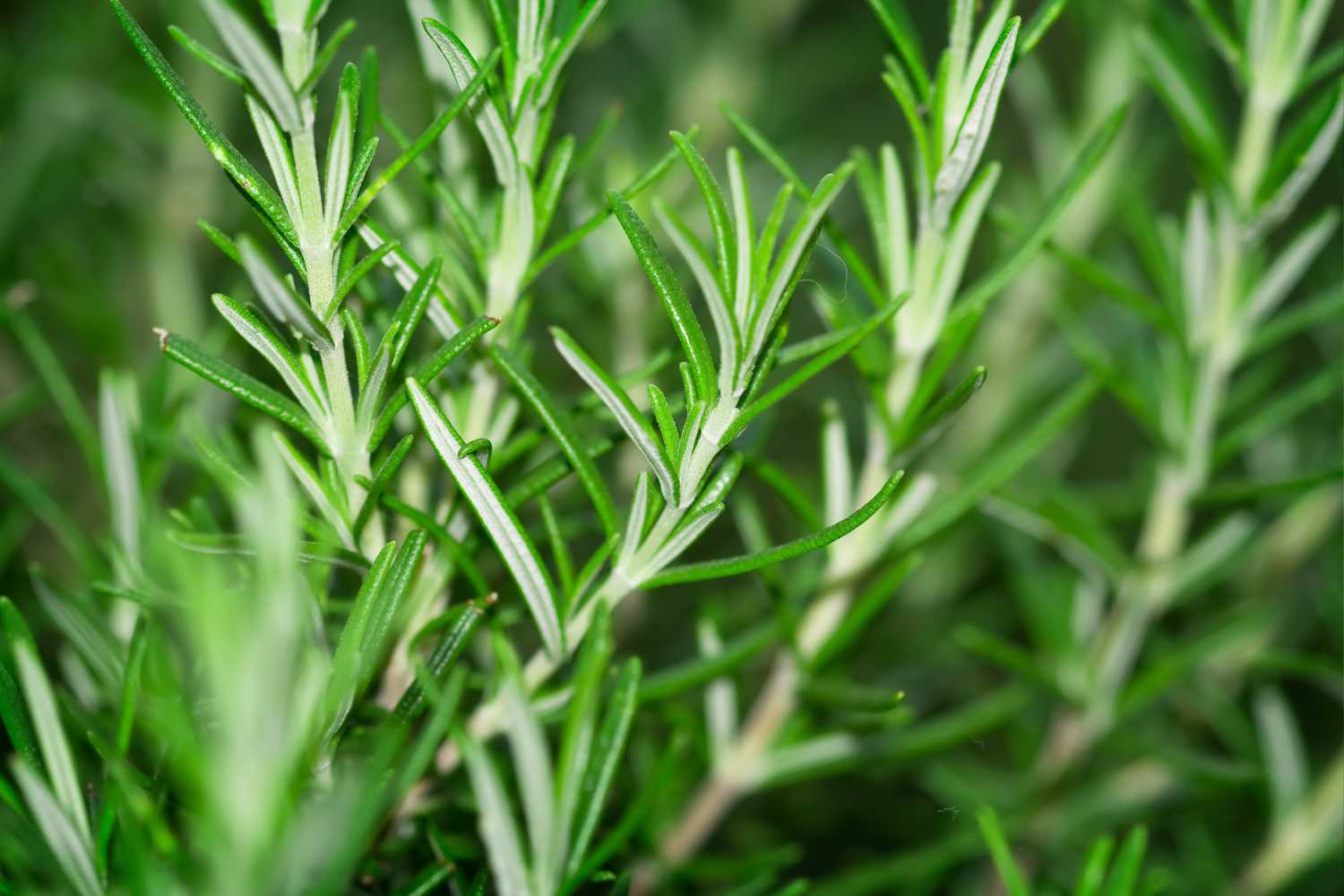 rosemary