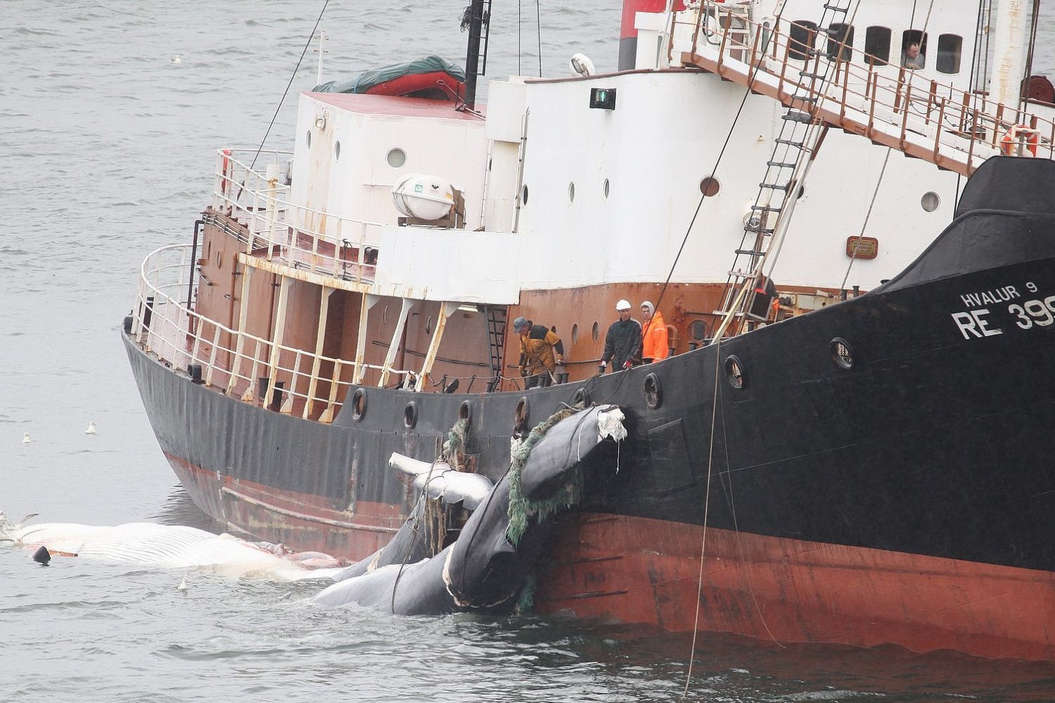 Islanda-caccia-balene