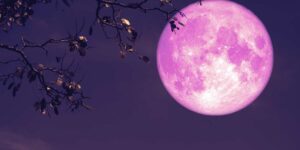 Welcome Pink Moon, in a few days the first full moon of spring which announces Easter