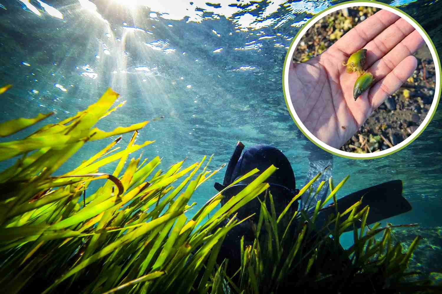 posidonia_olive