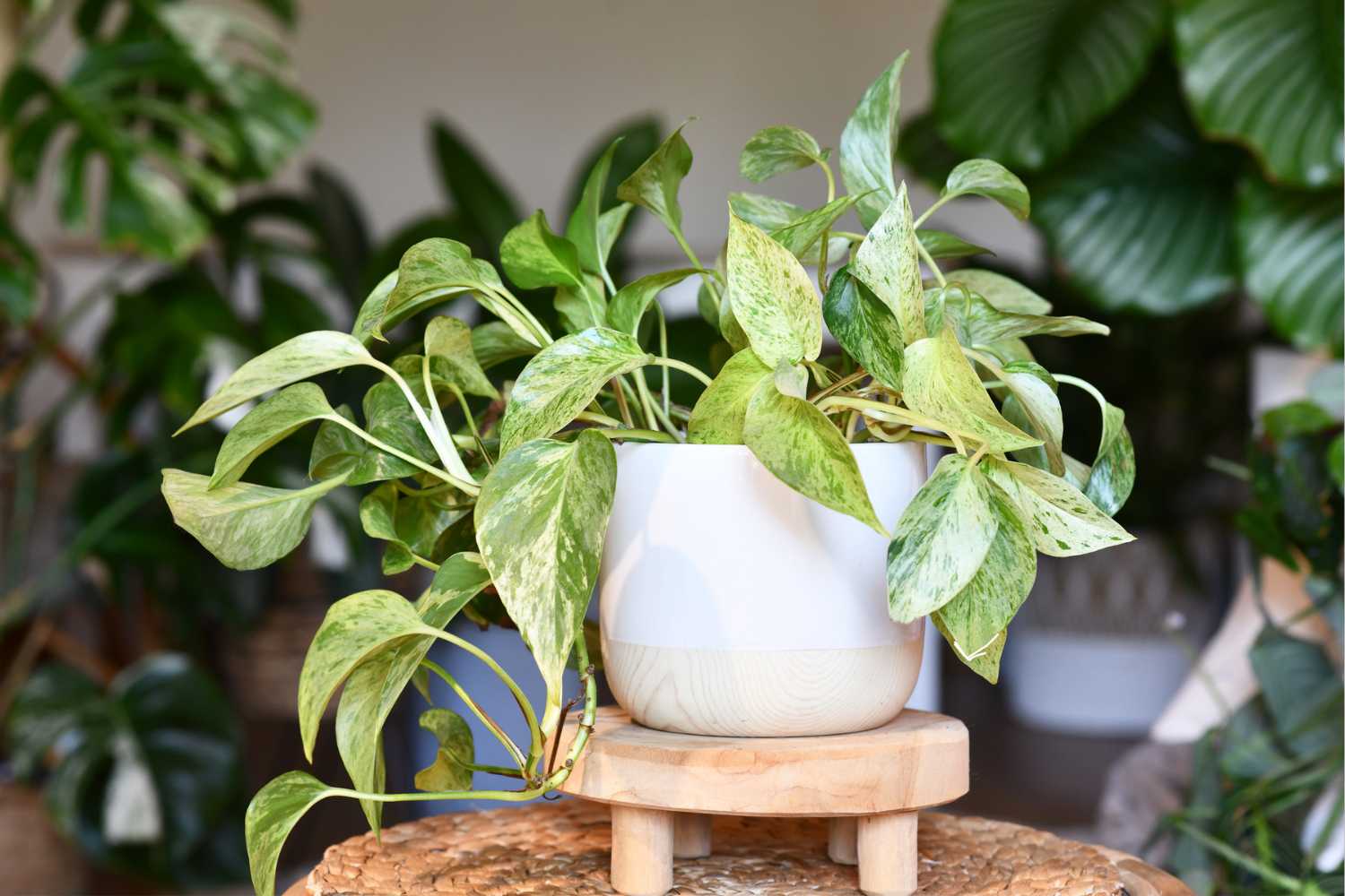 pothos epipremnum aureum