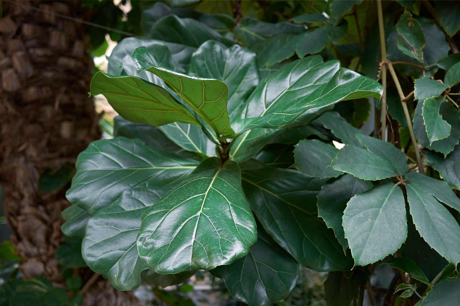 Ficus Lyrata
