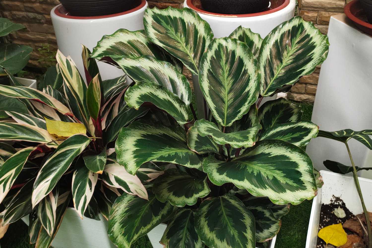 Calathea