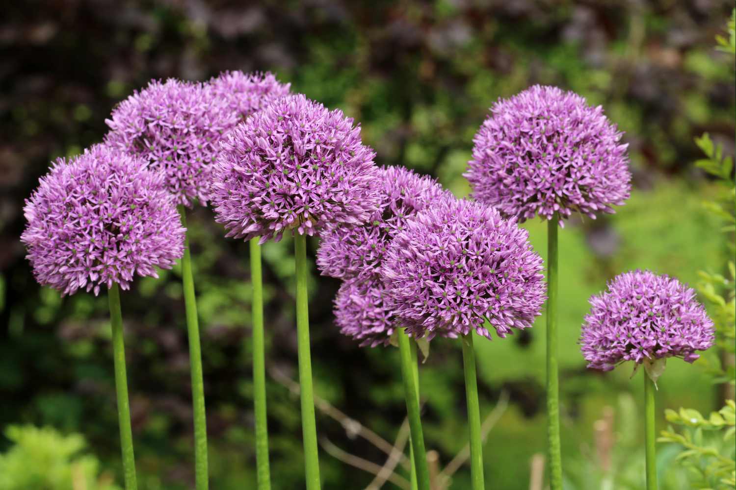 Allium Giganteum